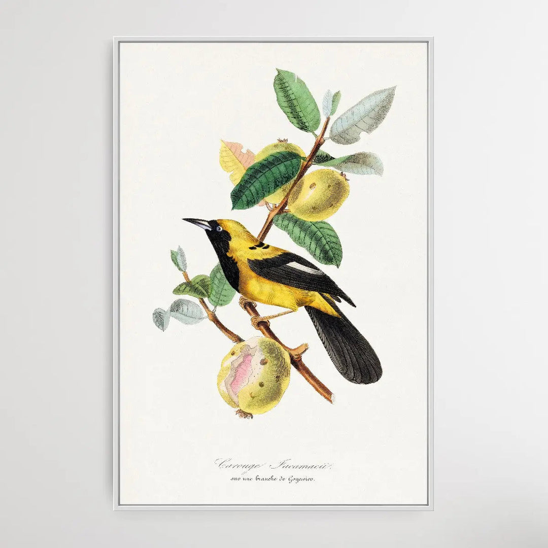 Jacamar Bird by Paul Gervais 1842 - I Heart Wall Art