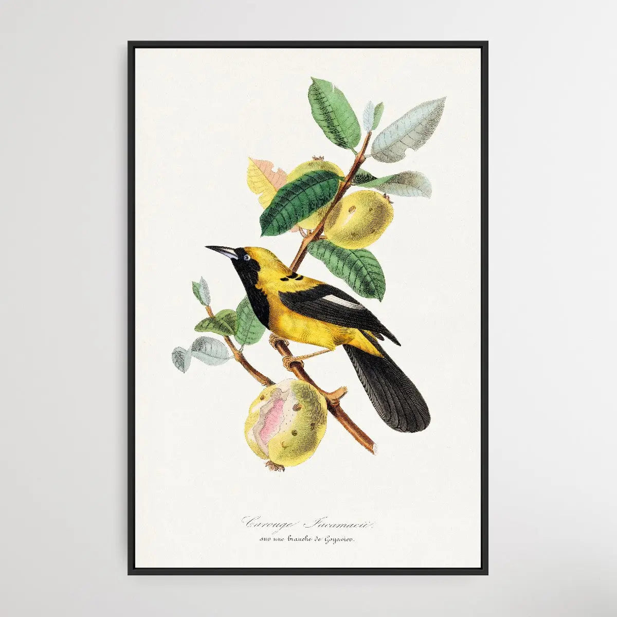 Jacamar Bird by Paul Gervais 1842 - I Heart Wall Art