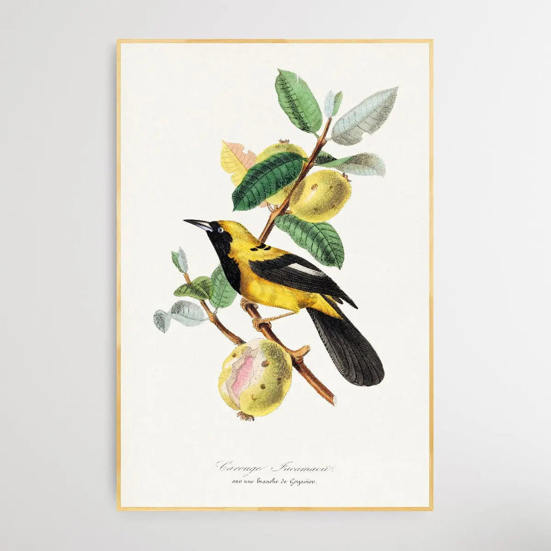 Jacamar Bird by Paul Gervais 1842 - I Heart Wall Art