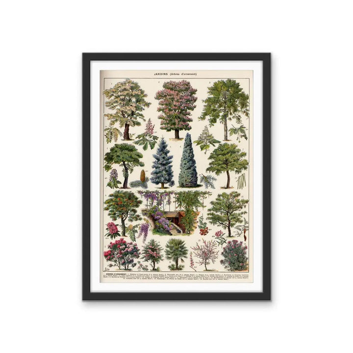 Jardins Arbres II Vintage Scientific Chart - Stretched Canvas Print or Framed Fine Art Print - Artwork I Heart Wall Art Australia
