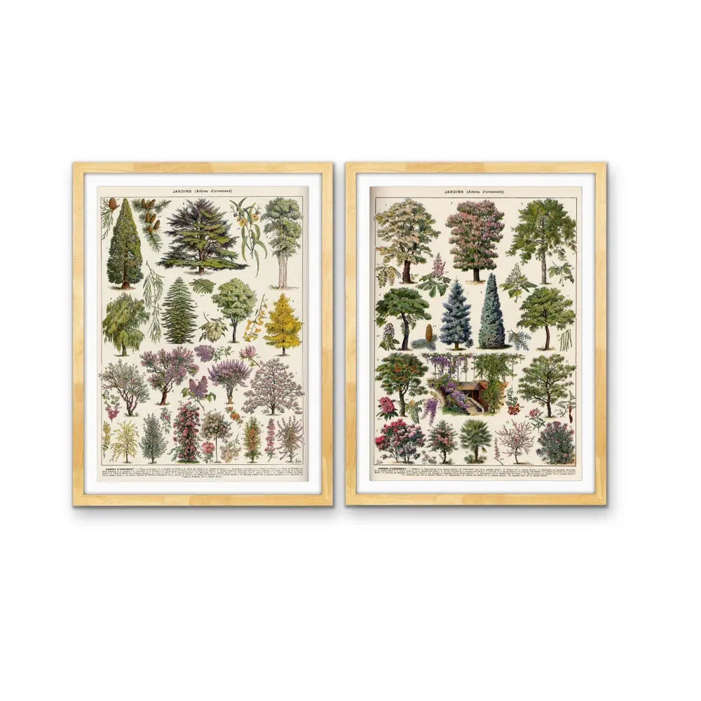 Jardins Arbres - Two Piece Vintage Tree Illustration Set- Stretched Canvas or Art Print Set Diptych I Heart Wall Art Australia