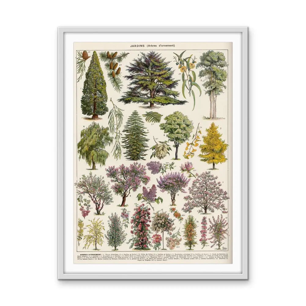 Jardins Arbres Vintage Scientific Chart - Stretched Canvas Print or Framed Fine Art Print - Artwork I Heart Wall Art Australia