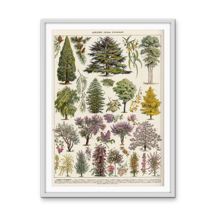 Jardins Arbres Vintage Scientific Chart - Stretched Canvas Print or Framed Fine Art Print - Artwork I Heart Wall Art Australia