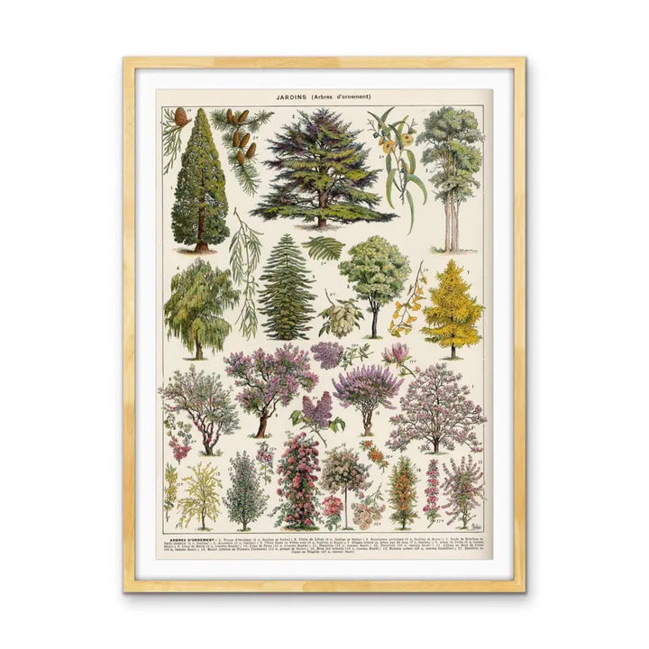 Jardins Arbres Vintage Scientific Chart - Stretched Canvas Print or Framed Fine Art Print - Artwork I Heart Wall Art Australia