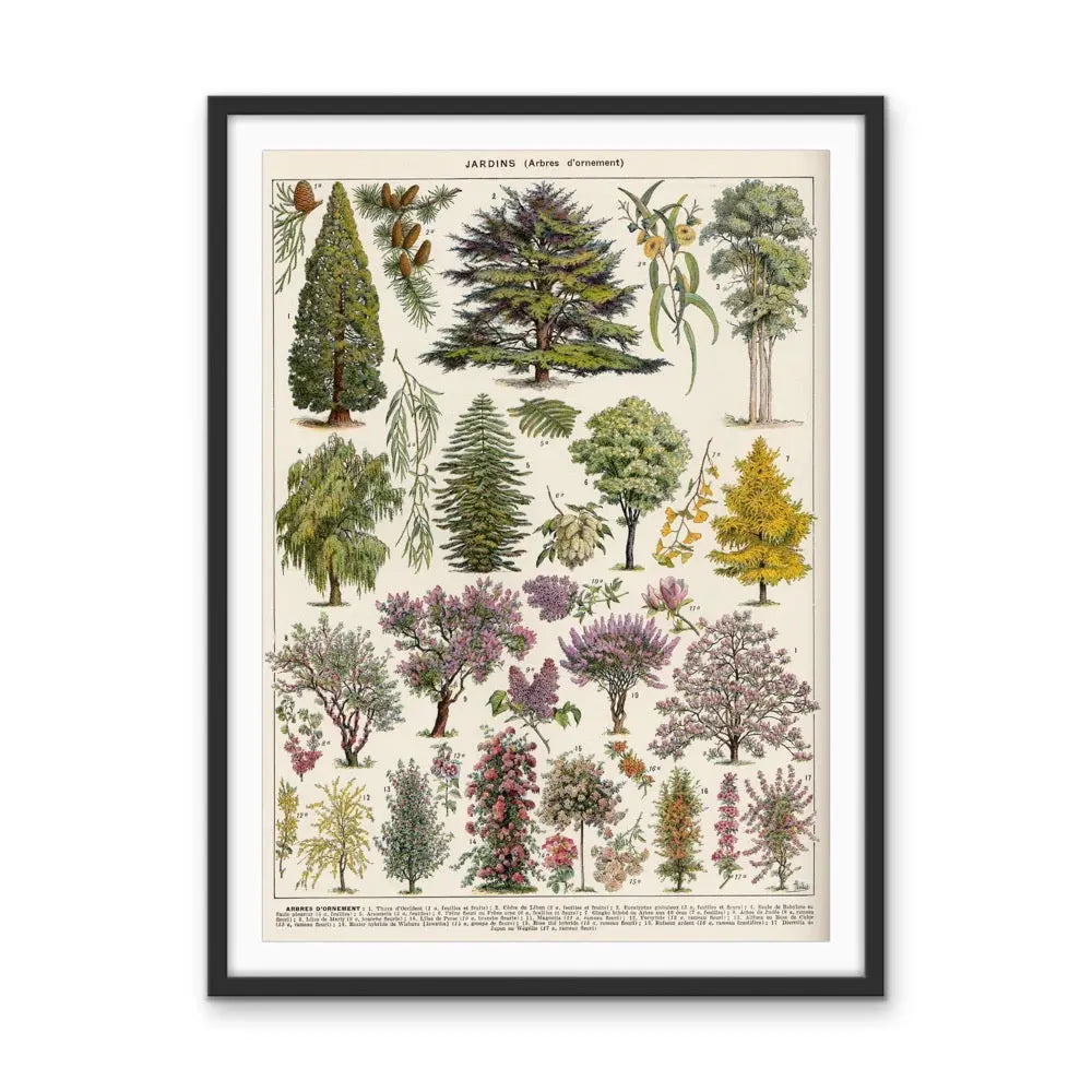 Jardins Arbres Vintage Scientific Chart - Stretched Canvas Print or Framed Fine Art Print - Artwork I Heart Wall Art Australia