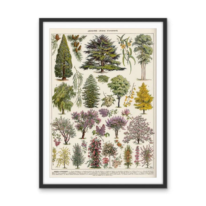 Jardins Arbres Vintage Scientific Chart - Stretched Canvas Print or Framed Fine Art Print - Artwork I Heart Wall Art Australia