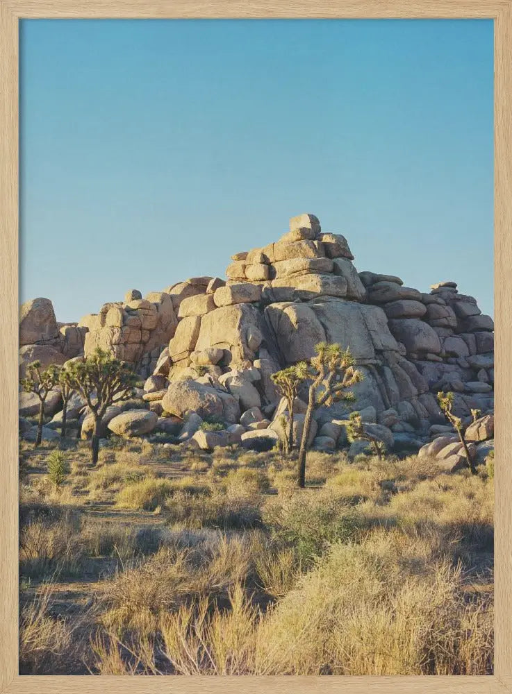 Joshua Tree Sunset - Stretched Canvas, Poster or Fine Art Print I Heart Wall Art