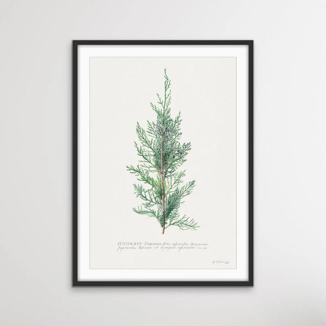 Juniper Berry - Vintage Botanical Print For Gin Lovers on Paper Or Canvas - I Heart Wall Art