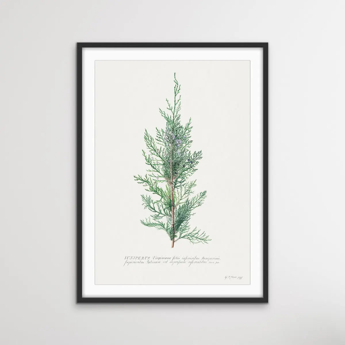 Juniper Berry - Vintage Botanical Print For Gin Lovers on Paper Or Canvas - I Heart Wall Art