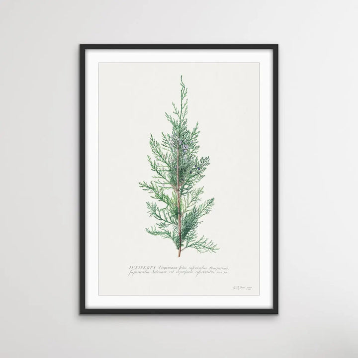 Juniper Berry - Vintage Botanical Print For Gin Lovers on Paper Or Canvas - I Heart Wall Art