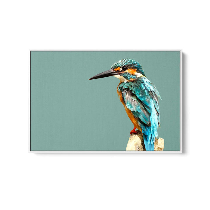 Kingfisher- Turquoise Australian Bird Canvas And Art Print Cheap Wall Art Australia 