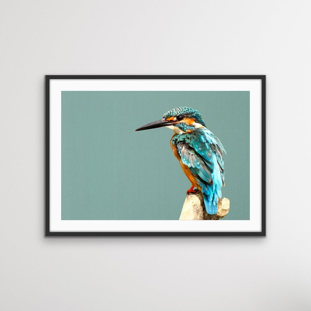 Kingfisher- Turquoise Australian Bird Canvas And Art Print - I Heart Wall Art