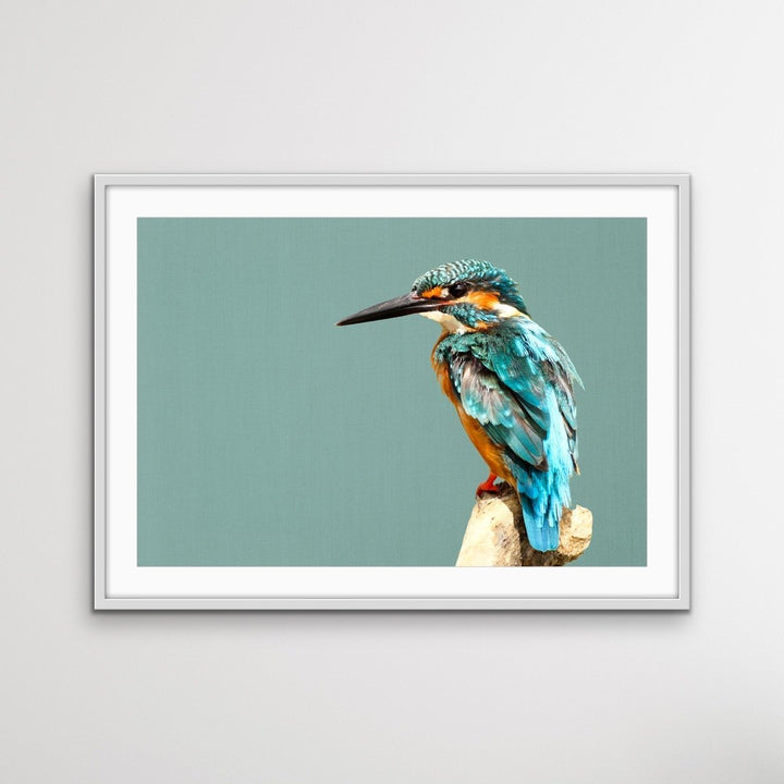 Kingfisher- Turquoise Australian Bird Canvas And Art Print - I Heart Wall Art