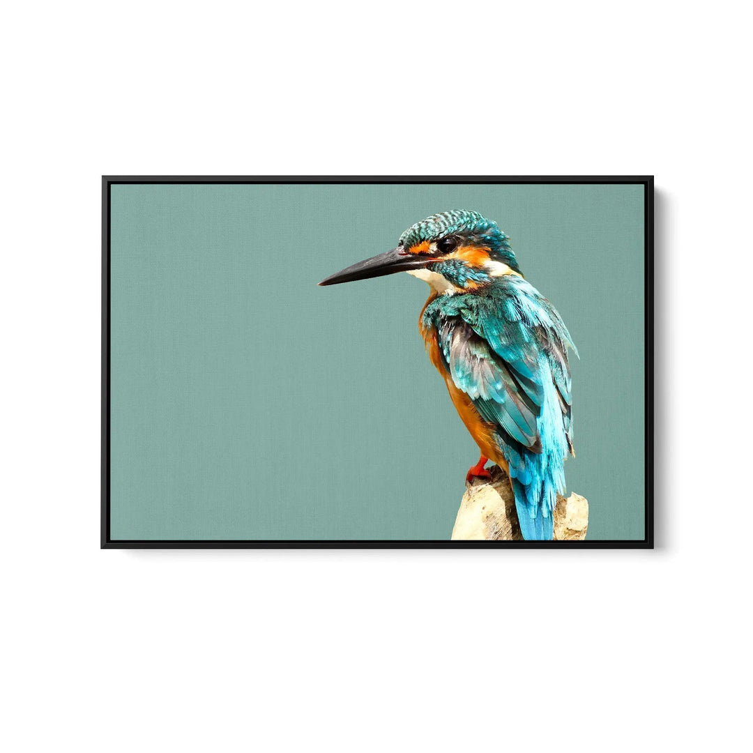 Kingfisher- Turquoise Australian Bird Canvas And Art Print Cheap Wall Art Australia 