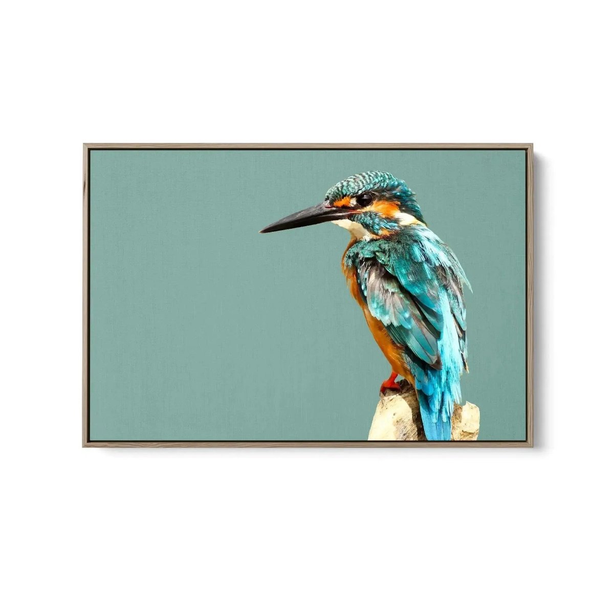 Kingfisher - Turquoise Australian Bird Canvas And Art Print - I Heart Wall Art - Poster Print, Canvas Print or Framed Art Print
