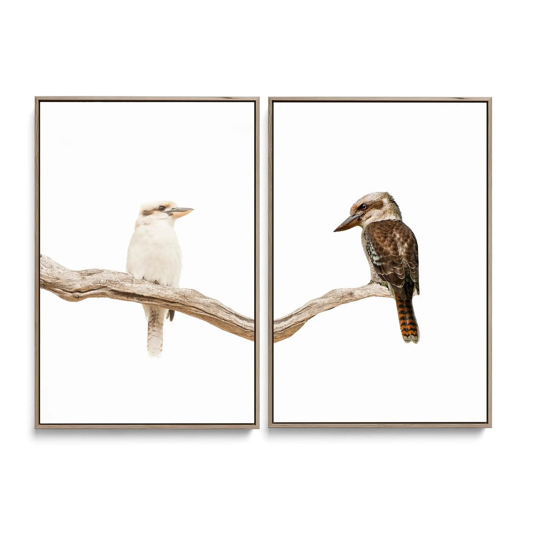 Kookaburra Pair - Two Piece Kookaburra Photographic Print Set on White Diptych I Heart Wall Art Australia 