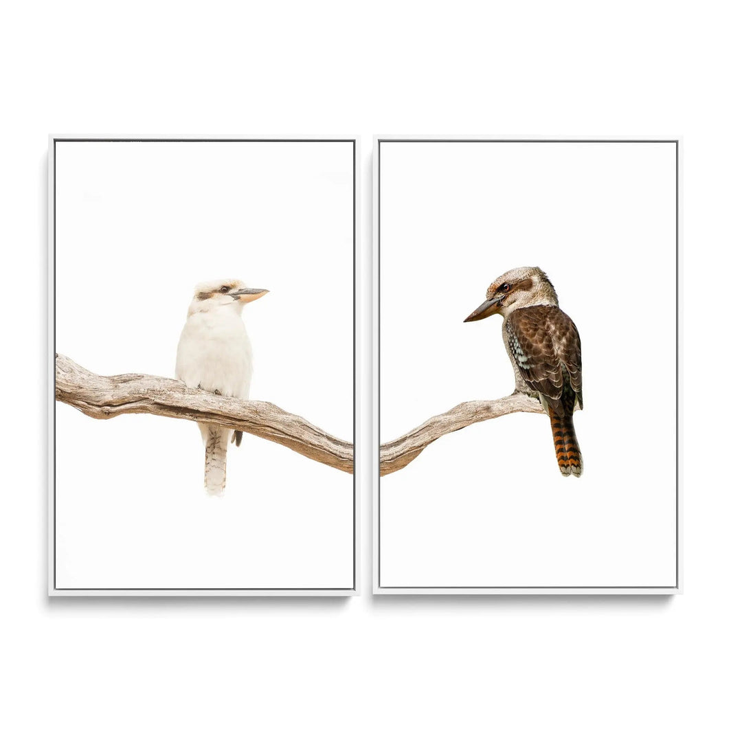 Kookaburra Pair - Two Piece Kookaburra Photographic Print Set on White Diptych I Heart Wall Art Australia 