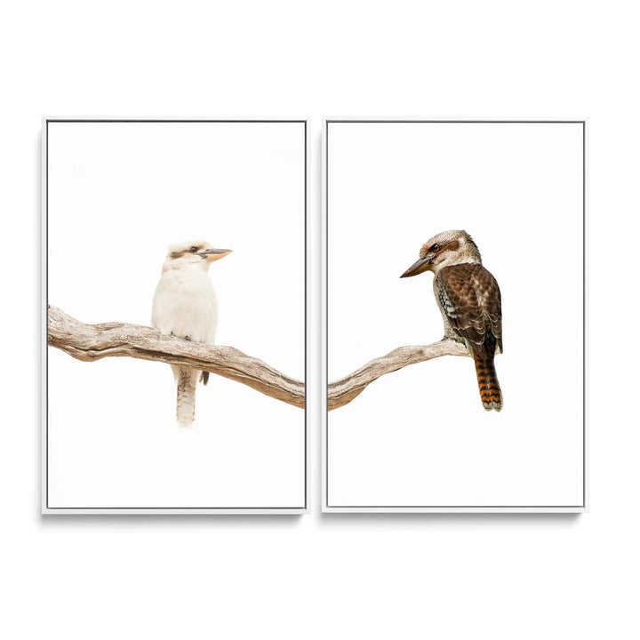 Kookaburra Pair - Two Piece Kookaburra Photographic Print Set on White Diptych I Heart Wall Art Australia 