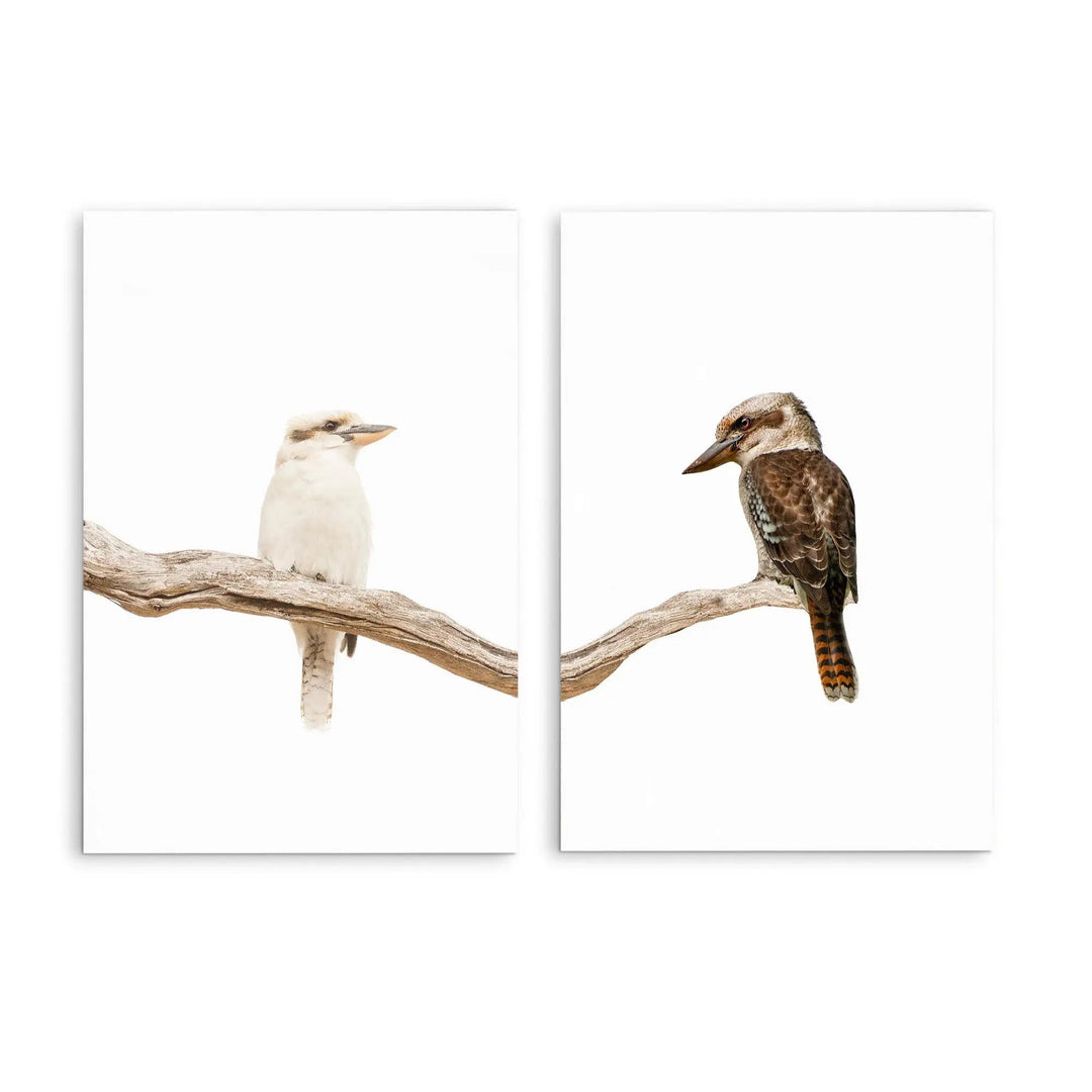 Kookaburra Pair - Two Piece Kookaburra Photographic Print Set on White Diptych I Heart Wall Art Australia 