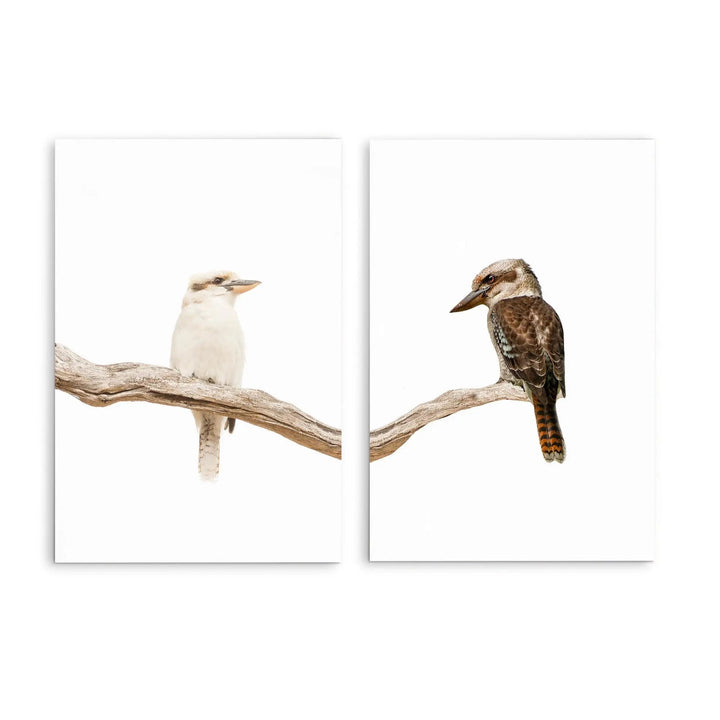 Kookaburra Pair - Two Piece Kookaburra Photographic Print Set on White Diptych I Heart Wall Art Australia 