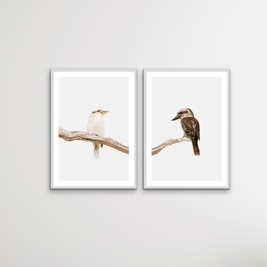 Kookaburra Pair - Two Piece Kookaburra Photographic Print Set on White Diptych - I Heart Wall Art
