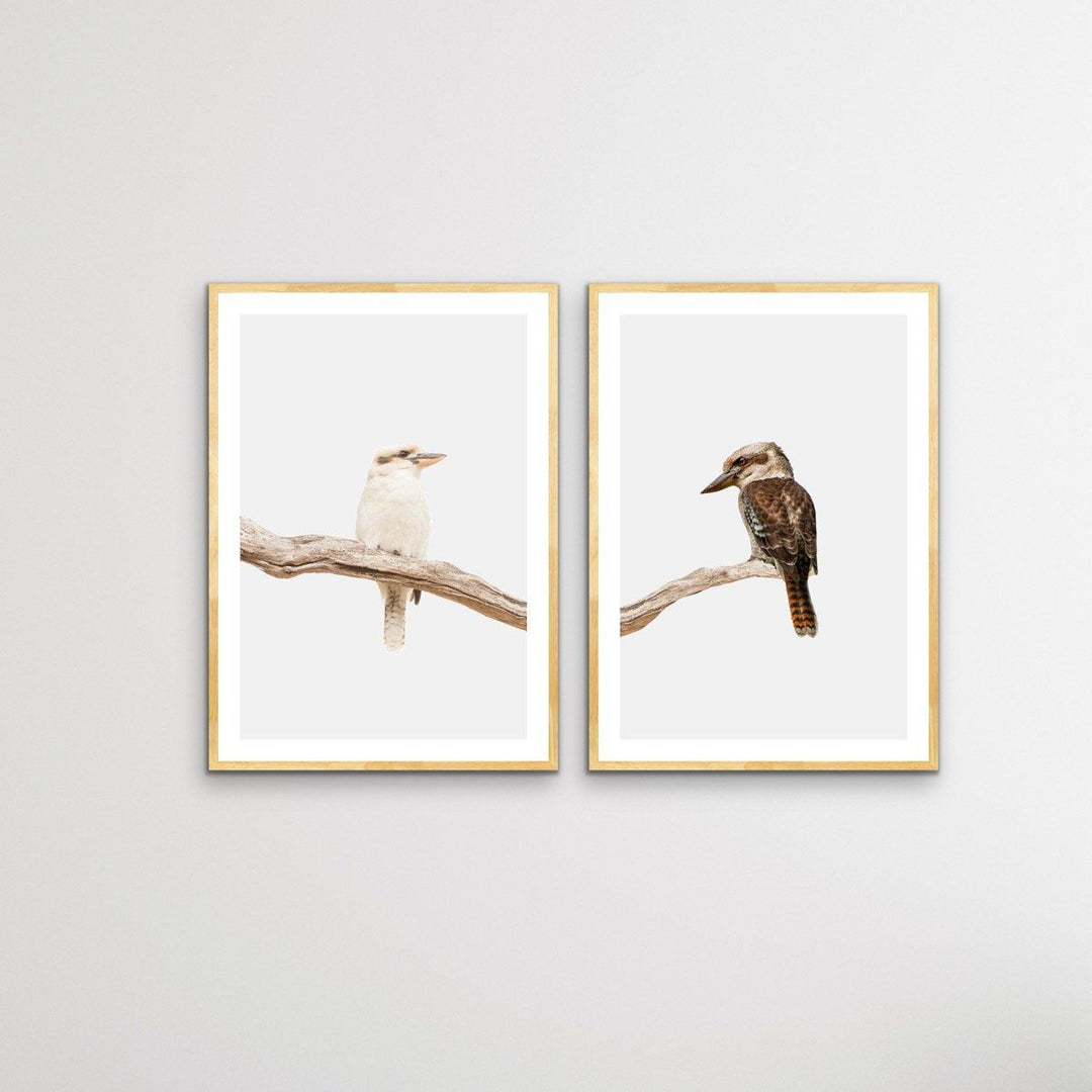 Kookaburra Pair - Two Piece Kookaburra Photographic Print Set on White Diptych - I Heart Wall Art
