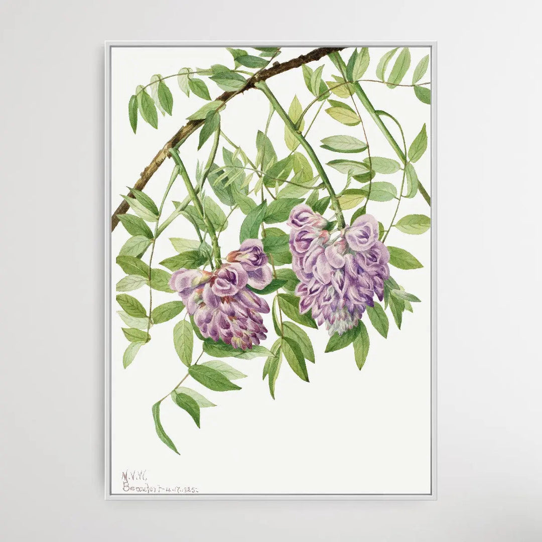 Kraunhia frutescens (1925) by Mary Vaux Walcott I Heart Wall Art Australia 
