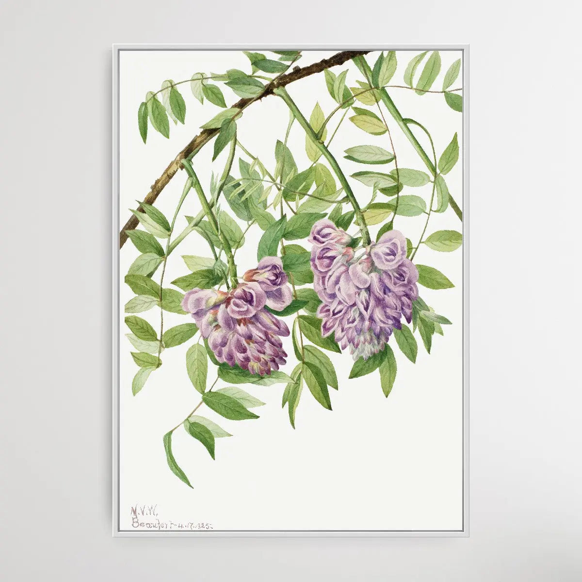 Kraunhia frutescens (1925) by Mary Vaux Walcott I Heart Wall Art Australia 