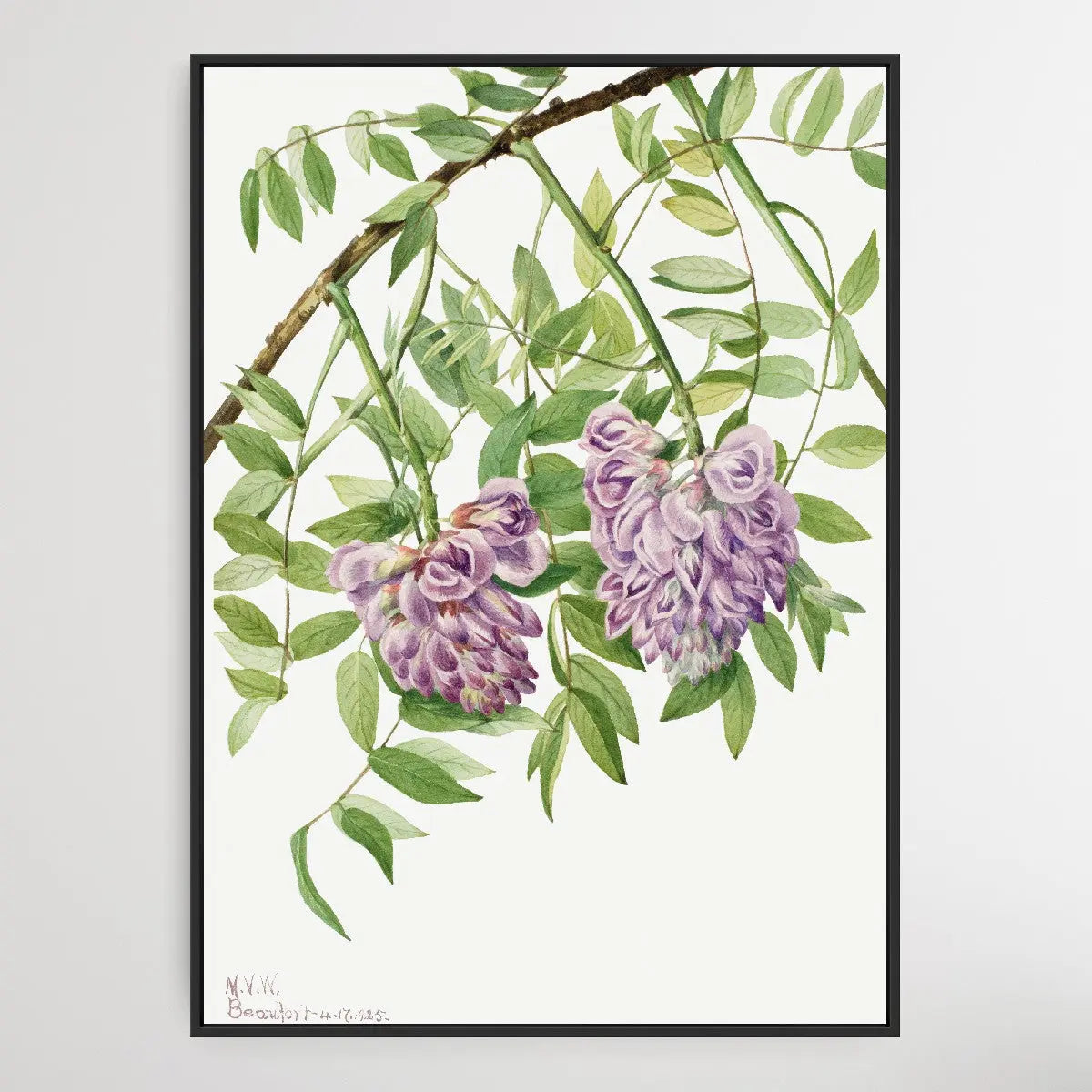 Kraunhia frutescens (1925) by Mary Vaux Walcott I Heart Wall Art Australia 
