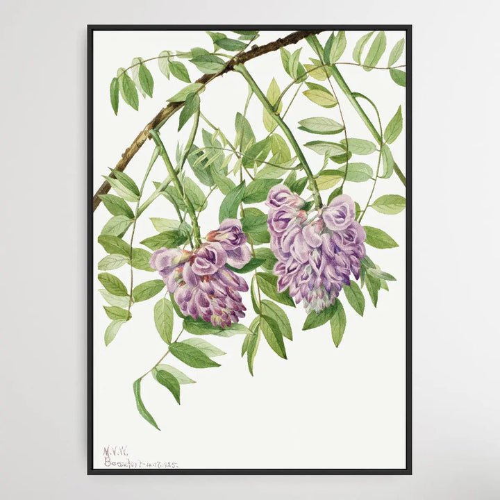Kraunhia frutescens (1925) by Mary Vaux Walcott I Heart Wall Art Australia 