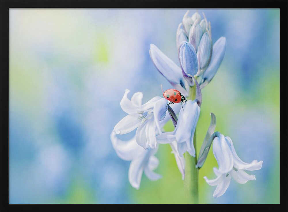 Ladybug on Bluebell - Floral Photographic Stretched Canvas Poster or Fine Art Print
