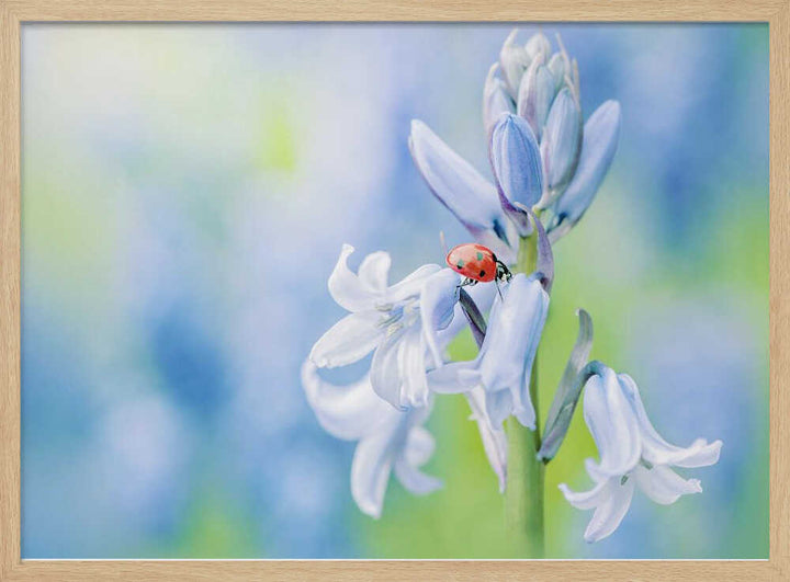 Ladybug on Bluebell - Floral Photographic Stretched Canvas Poster or Fine Art Print