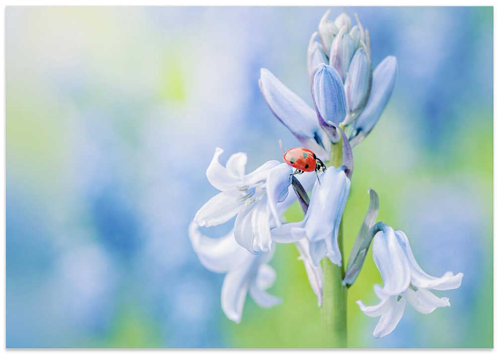 Ladybug on Bluebell - Floral Photographic Stretched Canvas Poster or Fine Art Print