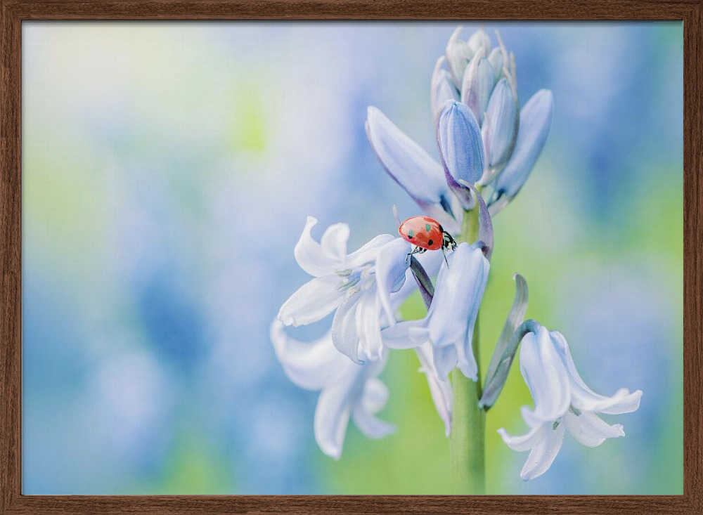 Ladybug on Bluebell - Floral Photographic Stretched Canvas Poster or Fine Art Print