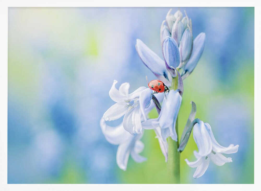 Ladybug on Bluebell - Floral Photographic Stretched Canvas Poster or Fine Art Print