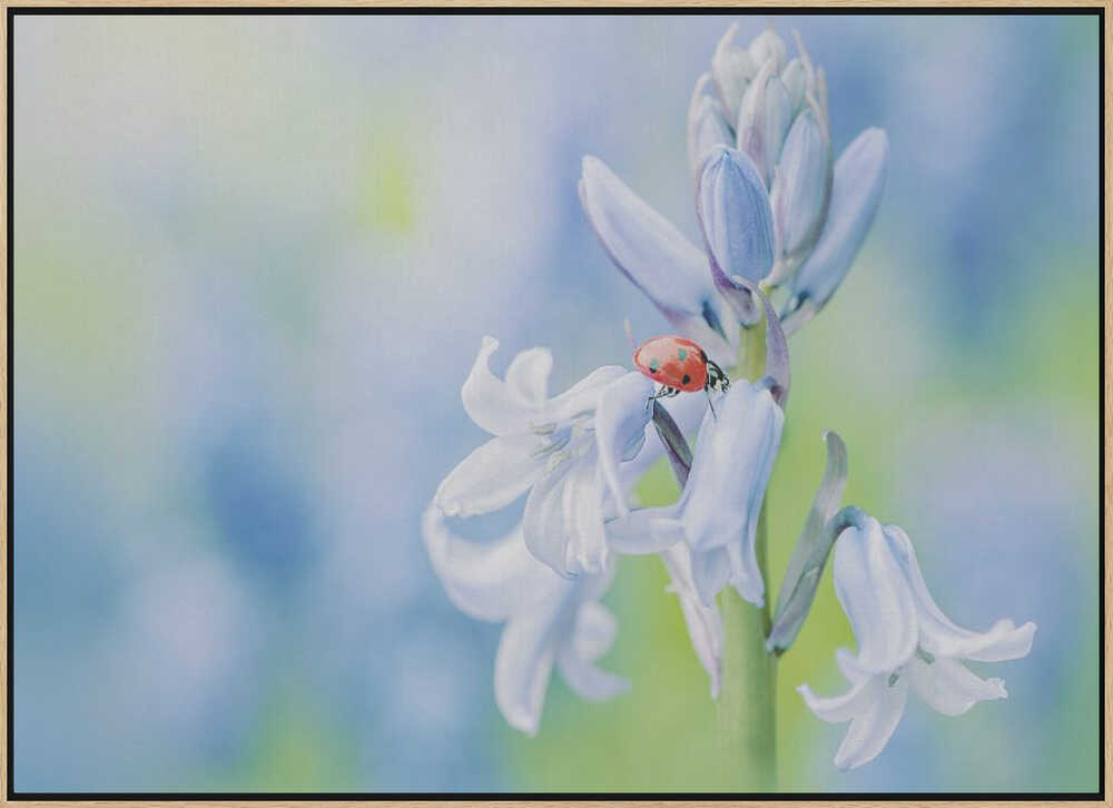 Ladybug on Bluebell - Floral Photographic Stretched Canvas Poster or Fine Art Print