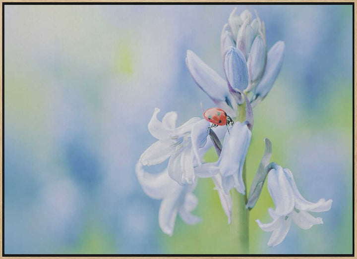Ladybug on Bluebell - Floral Photographic Stretched Canvas Poster or Fine Art Print