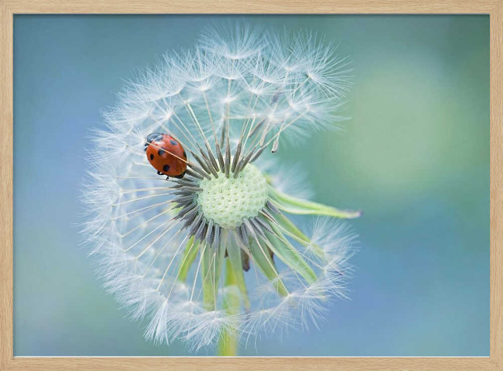 Ladybug on Dandelion - Floral Photographic Stretched Canvas Poster or Fine Art Print