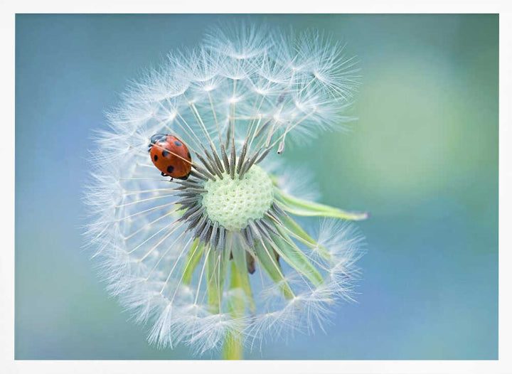 Ladybug on Dandelion - Floral Photographic Stretched Canvas Poster or Fine Art Print