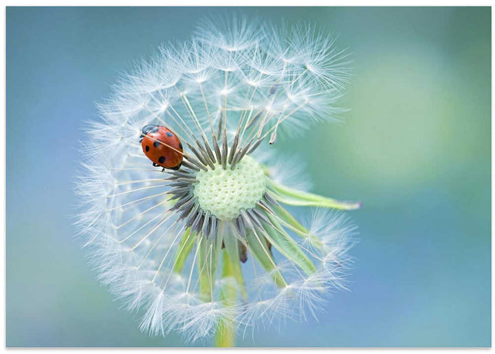 Ladybug on Dandelion - Floral Photographic Stretched Canvas Poster or Fine Art Print