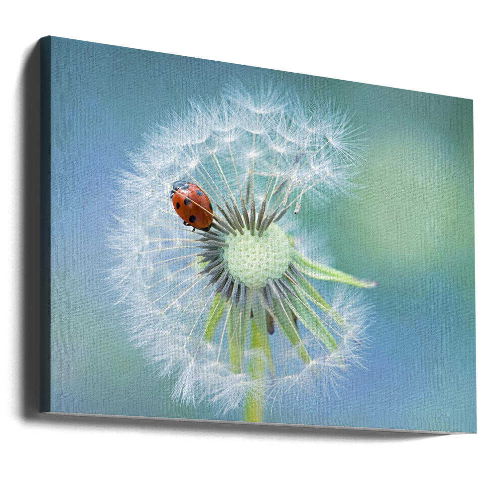 Ladybug on Dandelion - Floral Photographic Stretched Canvas Poster or Fine Art Print
