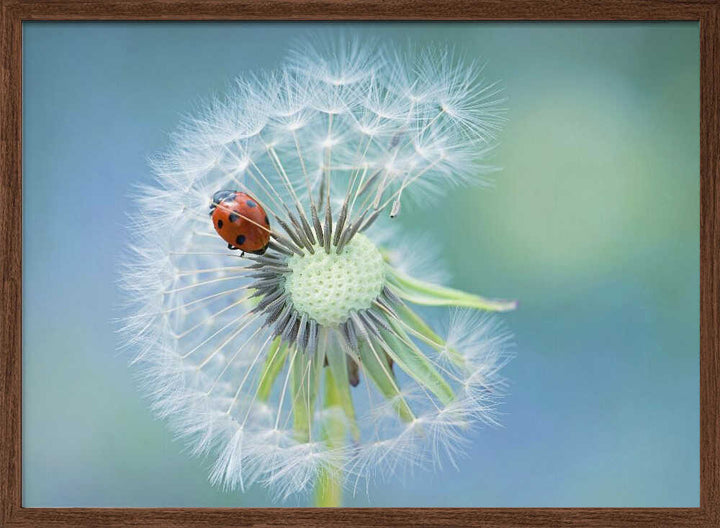 Ladybug on Dandelion - Floral Photographic Stretched Canvas Poster or Fine Art Print