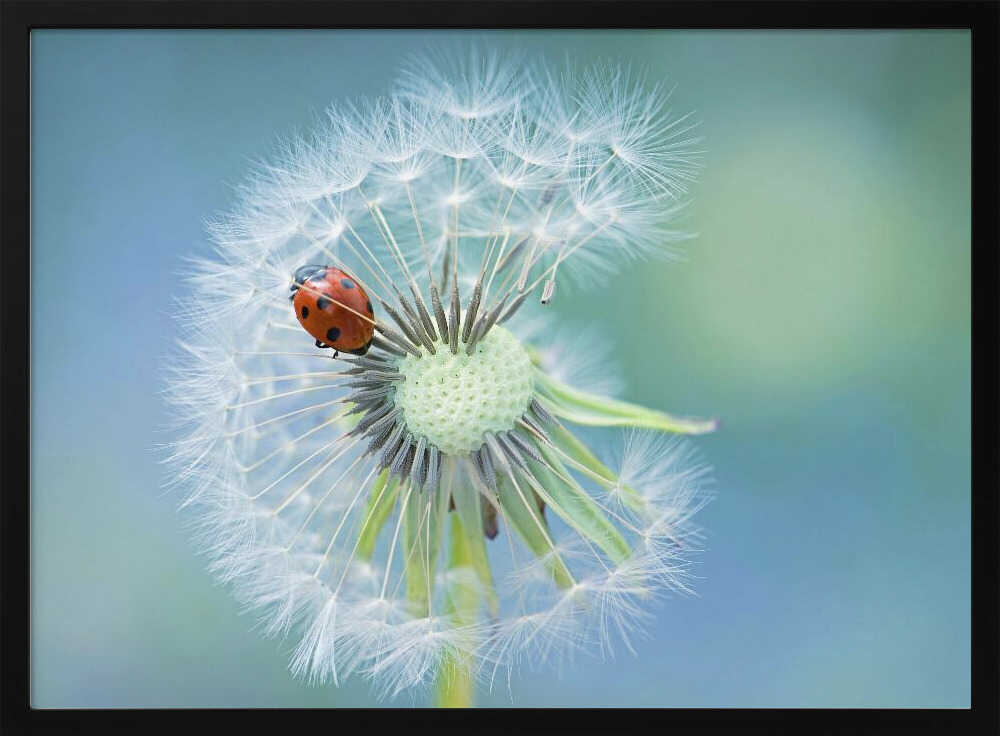 Ladybug on Dandelion - Floral Photographic Stretched Canvas Poster or Fine Art Print