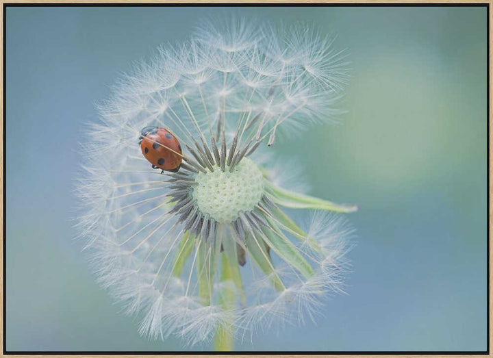 Ladybug on Dandelion - Floral Photographic Stretched Canvas Poster or Fine Art Print