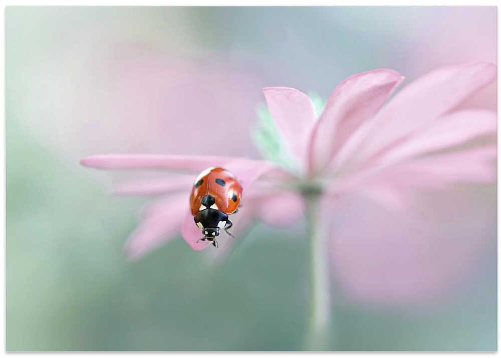 Ladybug on Pink Flower - Floral Photographic Stretched Canvas Poster or Fine Art Print