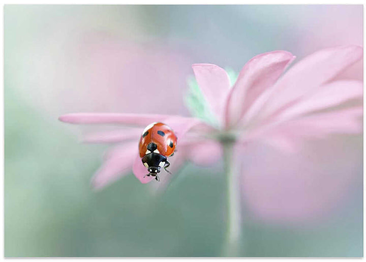 Ladybug on Pink Flower - Floral Photographic Stretched Canvas Poster or Fine Art Print