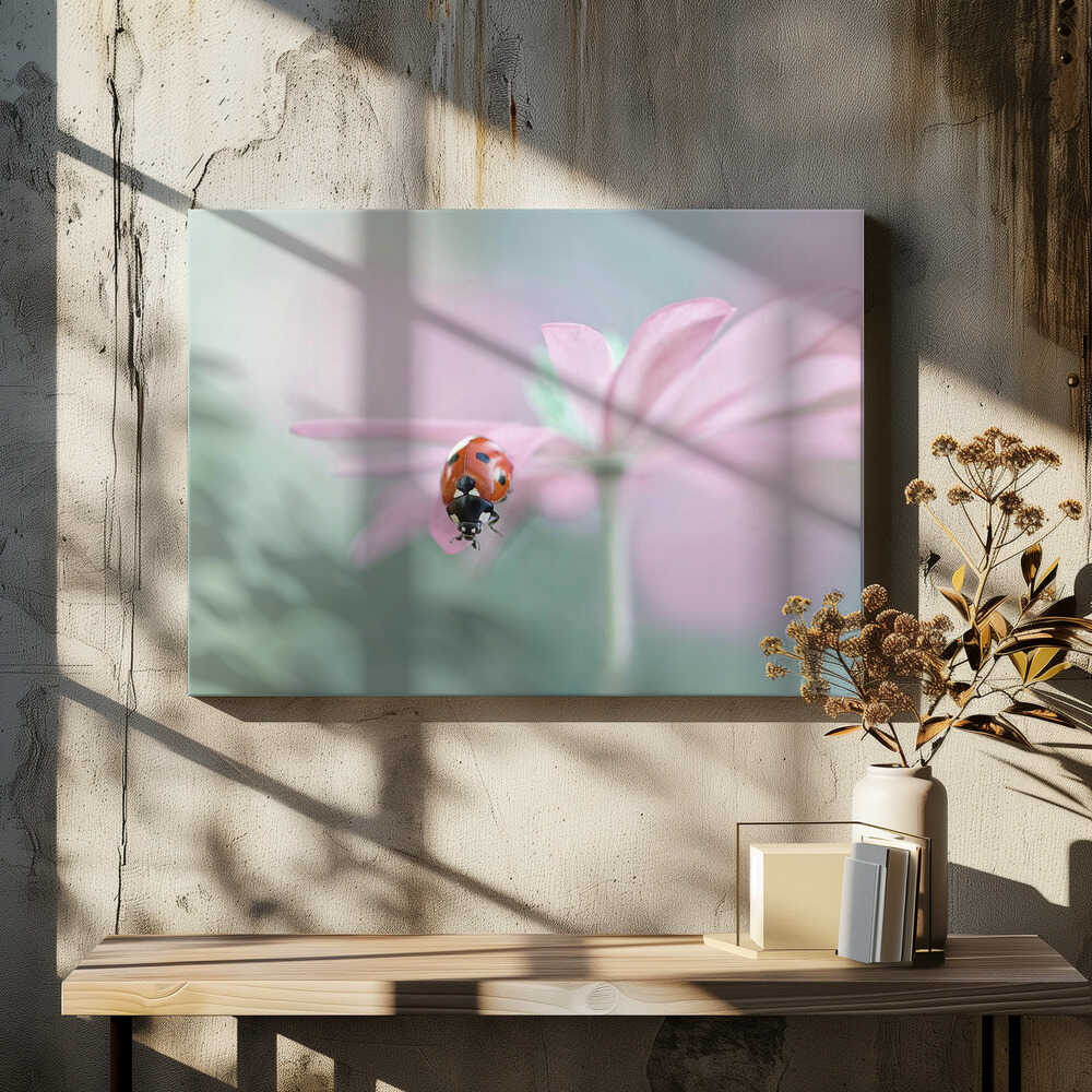 Ladybug on Pink Flower - Floral Photographic Stretched Canvas Poster or Fine Art Print