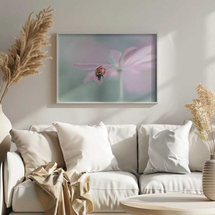 Ladybug on Pink Flower - Floral Photographic Stretched Canvas Poster or Fine Art Print