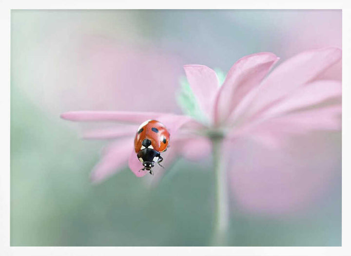 Ladybug on Pink Flower - Floral Photographic Stretched Canvas Poster or Fine Art Print