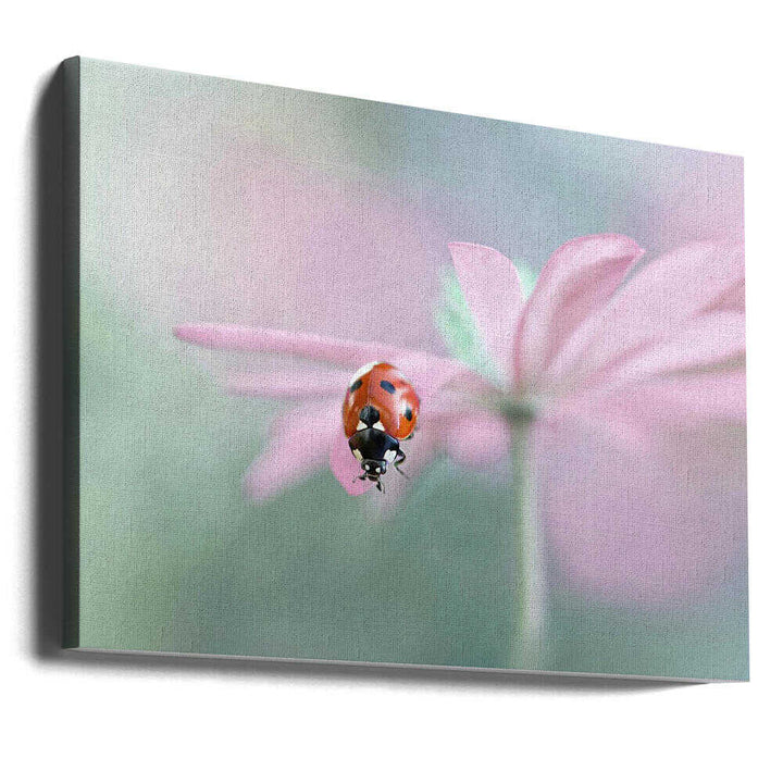 Ladybug on Pink Flower - Floral Photographic Stretched Canvas Poster or Fine Art Print